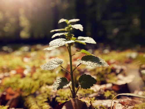 Digitale Nature Discovery Les Ardennes