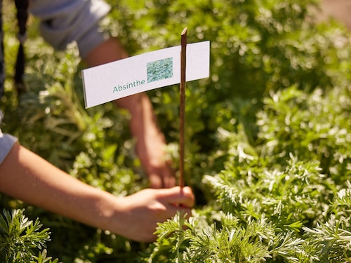 Gardener's Apprentice Les Landes de Gascogne