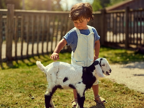 La ferme pour enfants Het Heijderbos