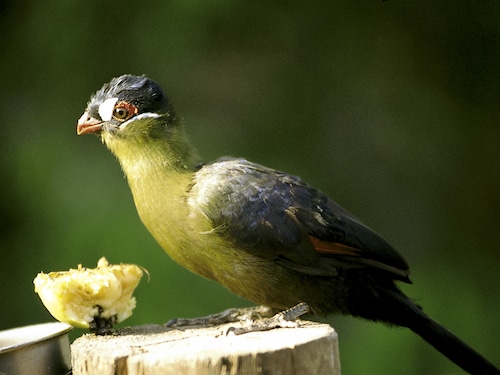 Soin des animaux Het Heijderbos