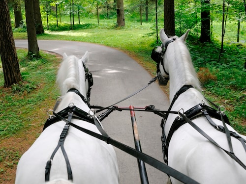 Excursions Center Parcs : Balade en roulotte Het Heijderbos