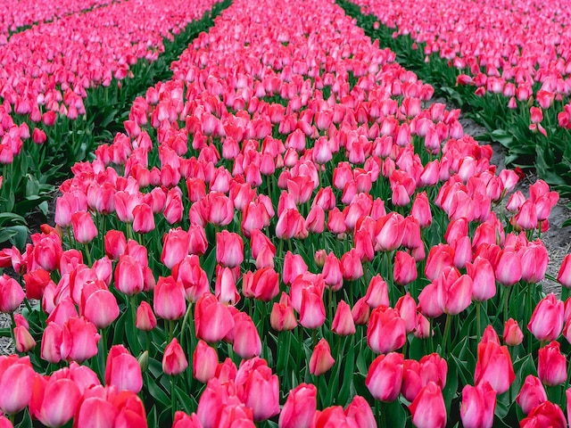 The Tulip Barn