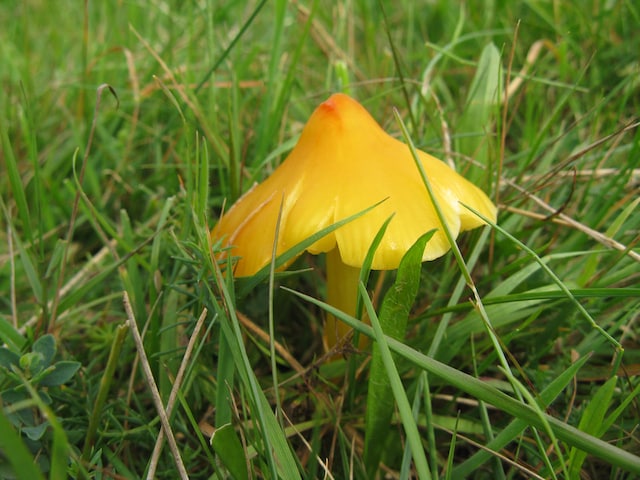Laakse Slenk in Hulkesteinsebos
