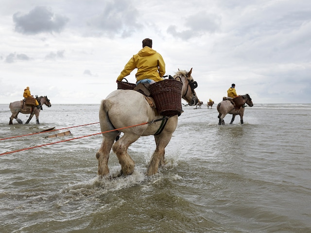 Garnaalvissers te paard
